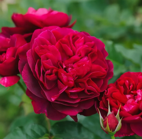 Роза Дарси Бассел