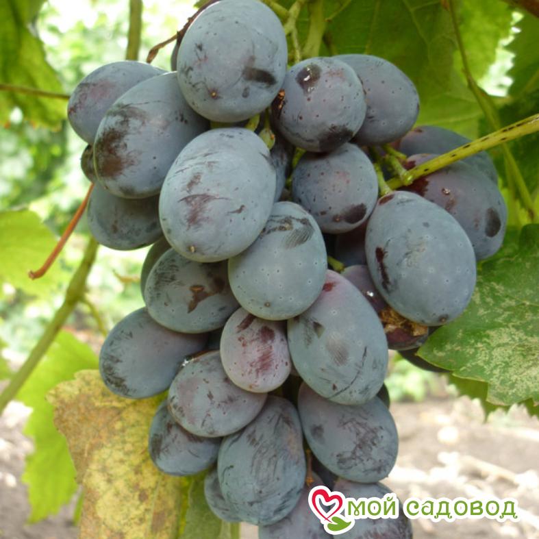 Виноград Блэк гранд