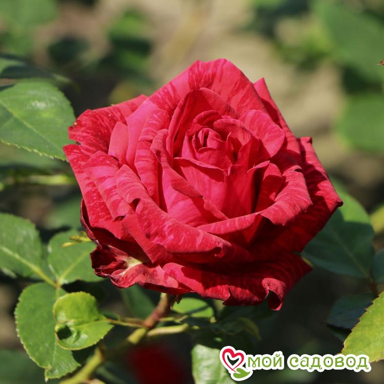 Роза Ред Интуишн