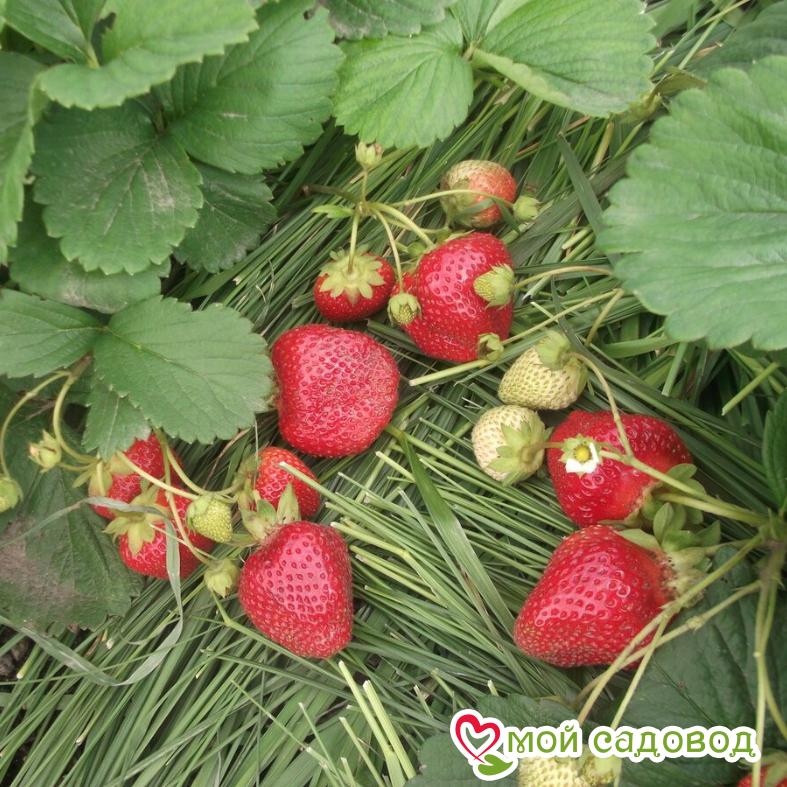 Клубника Фурор